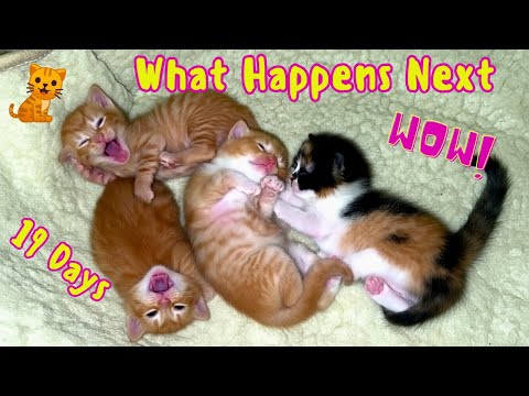 You Saw What Happens When Mom Cat Leaves!