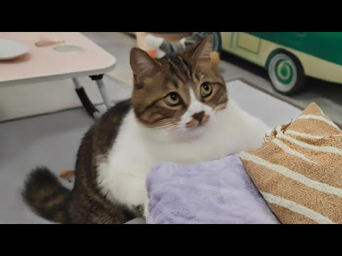 Cats That Made Everyone LAUGH! 😂 | Try Not To Laugh Cat Videos #46