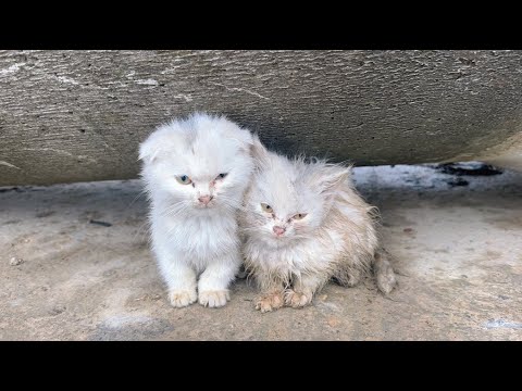 Cold -3°C, two kittens shivering in the cold wind on the roadside, I adopted two cute cats