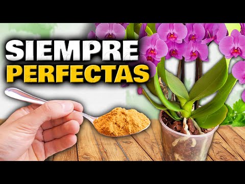 Perfect orchids with many flowers! How to care for and make phalaenopsis orchids bloom