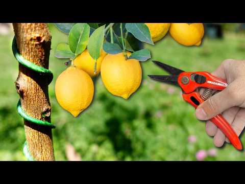 🍋Cómo darle Forma a MI PRIMER LIMONERO 👉 SIN poda