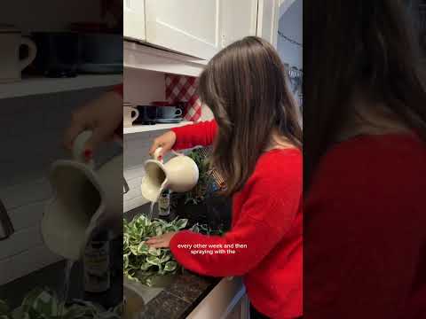 @kaitlinathome's restful, cozy, plant-filled Sunday is the perfect antidote to the Sunday Scaries.