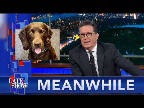 Meanwhile… A Million Angry Moms | Text Messages From Your Dog