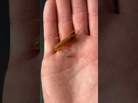 HOW ARE THEY GROWING THIS FAST??