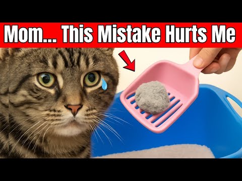 The BIGGEST Litter Box Mistakes Cat Owners Make!