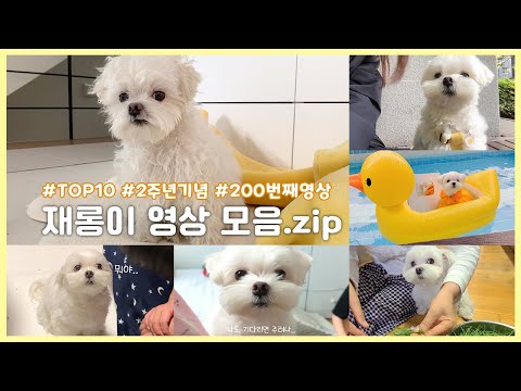 [2주년특집] 누나들이 뽑은 재롱이 영상 TOP10