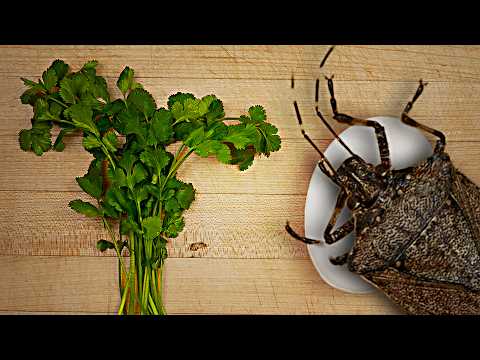 Cilantro didn't always taste like soap