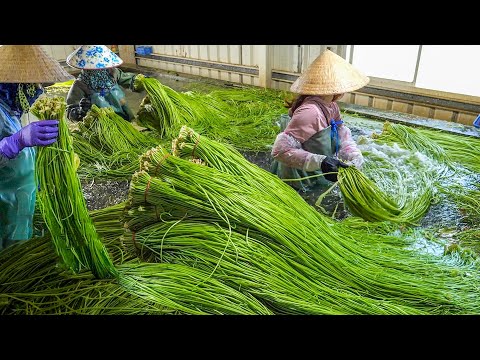 3 Harvests in Taiwan : White Water Snowflake, Potatoes and Radish / 台灣三種作物收成：水蓮、馬鈴薯與白蘿蔔