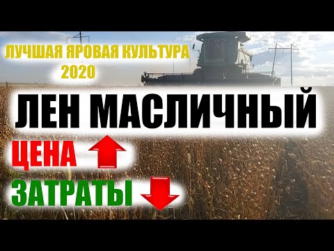 Прощай, подсолнечник! Перехожу на лен масличный