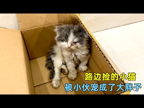 捡来的流浪小猫，被小伙宠成走不动路的大胖子，每一斤肉都是爱