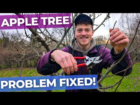 What to Do if You Miss an Apple Prune | Pruning Walkthrough