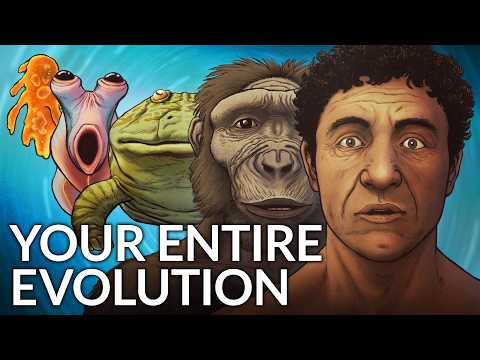 What Did Humans Evolve From?