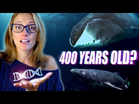 Why Bowhead Whales & Greenland Sharks Live For CENTURIES | Ft Shark Bytes
