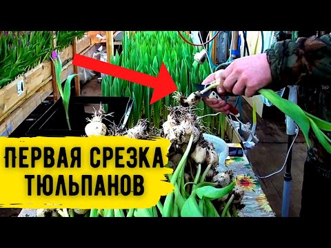 ПЕРВАЯ СРЕЗКА ТЮЛЬПАНОВ || 2021 #11