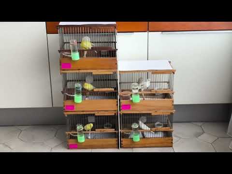 Содержание канареек овсяночного напева. Молодежь 2025г . Самцам от 5,5-7 месяцев.