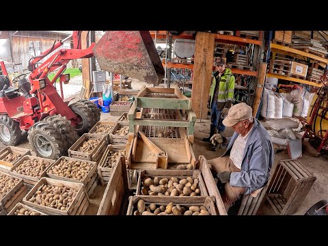 SORTING POTATOES with GRANDFATHER on a 100-year-old MACHINE... Farm in Switzerland