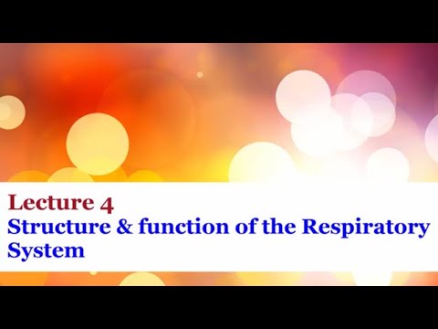Lecture 4 - Structure and Function of the Respiratory System