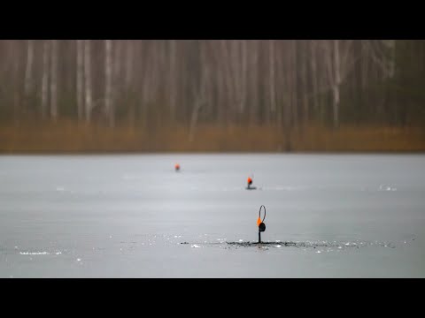 They were running around near Zherlytsy so much that at lunchtime the legs of the pike could bare...