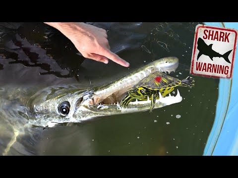 SAVING Turtles From SWAMP MONSTER!