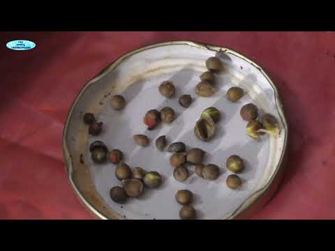 Мурайя метельчатая. Размножение семенами - легко!