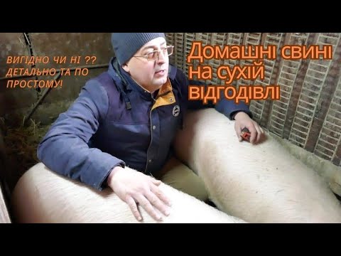 Домашні свині на сухій відгодівлі! Вигідно чи ні?