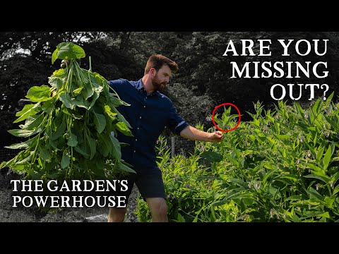 7 Reasons Why You Must Grow Comfrey!