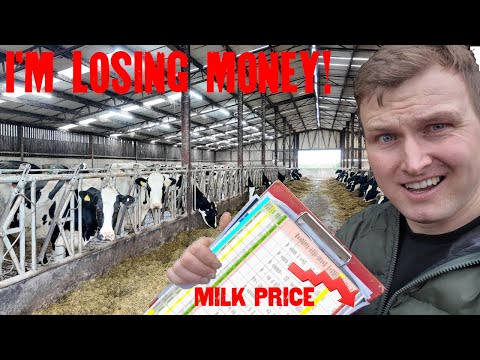 I Find Out I’m Now Losing Money… and All My Calves Escape!