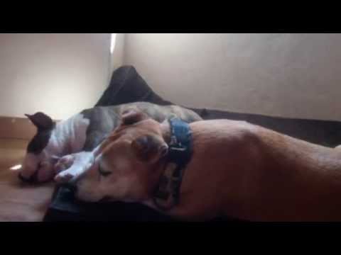 Old Amstaff and Mini Bull Puppy