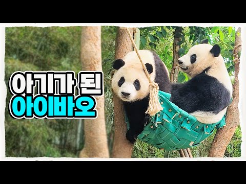(SUB)[전지적 아부지 시점] ep.61 딸이라고 봐주지 않는 아이바오와 푸바오의 해먹 쟁탈전!!🐼│Panda Family