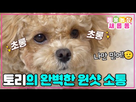 [#새롭동물농장] 척하면 척! 개인기만 무려 40가지 이상👍 환상의 궁합을 자랑하는 한솔 씨와 천재견 토리🐶 / EP.1217 #TV동물농장 #AnimalFarm #SBSstory