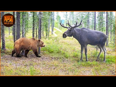 Most Terrifying Grizzly Bear Attacks Ever Recorded | Wild Animals