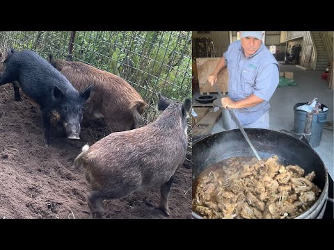 Trapping Wild Pigs In Louisiana (Catch*Clean*Cook) Huge Pork Gravy For 150 People
