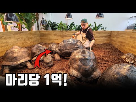 유명가수가 파충류에 미치면 생기는 일! 진짜 눈돌아가네요ㄷㄷ