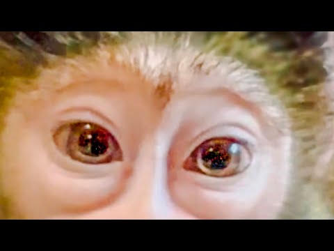 Маня оказалась СОЛНЕЧНОЙ ОБЕЗЬЯНКОЙ, такого мы еще не видели…