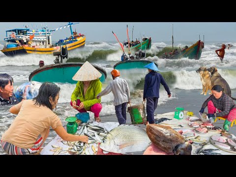 Biển Phước Hải Đầu Mùa Bắc 350k 1kg Tôm║Chợ Chiều Phước Hội Nhiều Hải Sản Đông Vui