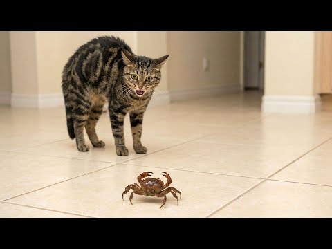Hilarious Reactions Of Cats And Other Animals You Must Watch Today !🤣 | Try Not To Laugh !😺