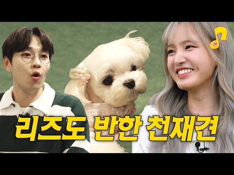 [ENG] 우리집 반려견에게 딱 한 마디만 가르칠 수 있다면? | 리즈 | 아이브(IVE) | 반려동물썰 | 썰플리 | 이석훈 | 강아지 카페