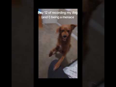 Rage Baiting Your Dog