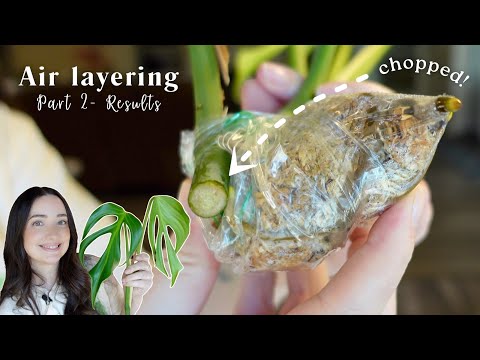 Air Layering Results of Monstera Burle Marx Flame | Time to Chop 🌿✂️