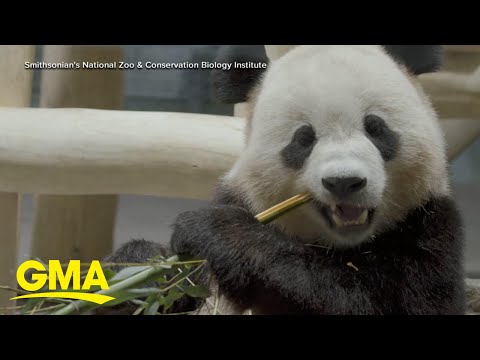 2 giant pandas arrive in Washington, DC from China