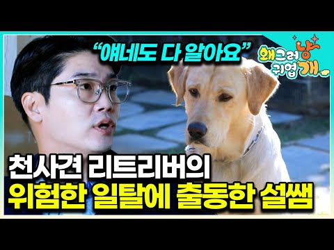 보더콜리 2마리와 리트리버 1마리가 만났더니.. 세나개 최초 솔루션 실패? 도저히 바뀔 생각 없는 개들에 최후의 수단 쓴 설쌤│#왜그러냥귀엽개