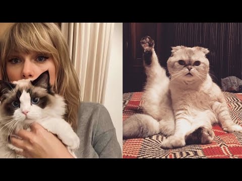 Taylor Swift being obsessed with her cats for 5 minutes