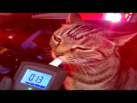 cats doing weird stuff