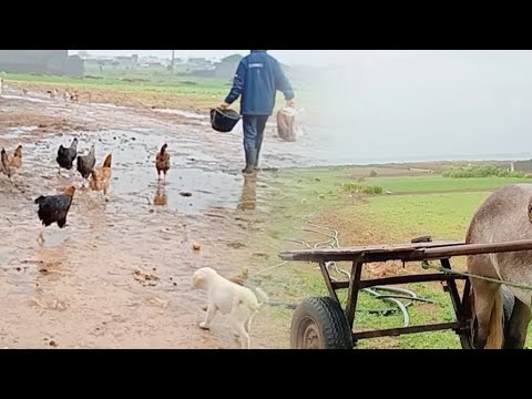 الريف التونسي في الشتاء/يوم ممطر/زراعة الثوم في الحديقة/الدجاجة تحتضن بيض الديك الرومي🦃