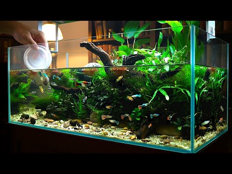 Making A NO FILTER Guppy Ecosystem Pond Aquarium From Start To Finish