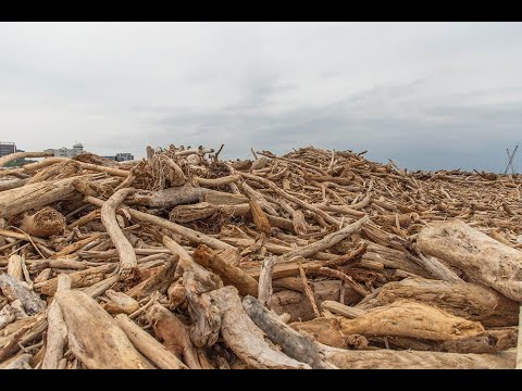 漂流木撿拾守則與木材辨識