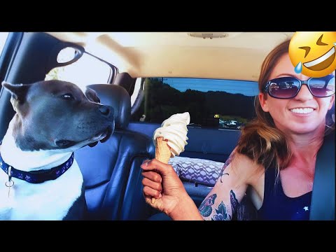 I dare you not to LAUGH at these FUNNY DOGS 😁🦮 - Best Funny Animals Videos 2025 #23