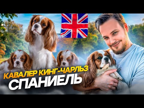 ВСЕ ПРО ПОРОДУ КАВАЛЕР КИНГ-ЧАЛЬЗ СПАНИЕЛЬ | ПЛЮСЫ И МИНУСЫ | ОСОБЕННОСТИ СОДЕРЖАНИЯ