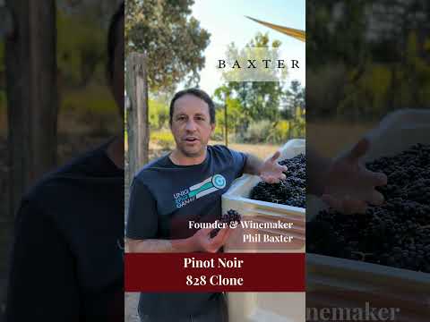 Why Clone 828 Packs Power | Phil Baxter #baxterwinery pinotnoir #Clone828