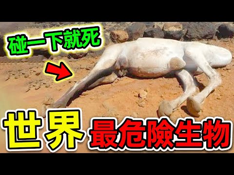 全世界最危險的10種致命生物！駱駝尸體為何不能碰？第一名堪稱“人類噩夢”，動物愛好者千萬小心。|#世界之最top #世界之最 #出類拔萃 #腦洞大開 #top10 #最危險生物